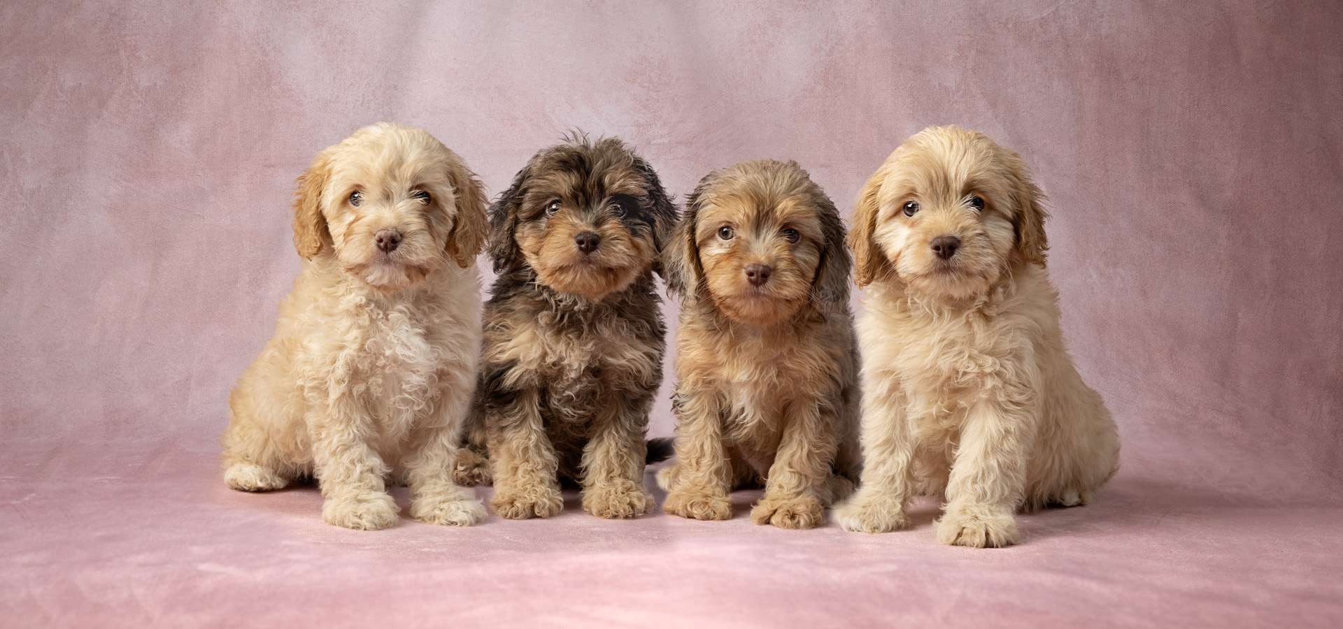 Cavapoo Litter.jpg